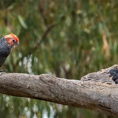 Callocephalon fimbriatum at Ainslie, ACT - 6 Jan 2025