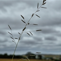 Eragrostis brownii (Common Love Grass) at Gundary, NSW - 8 Jan 2025 by trevorpreston