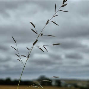 Eragrostis brownii at Gundary, NSW - 8 Jan 2025