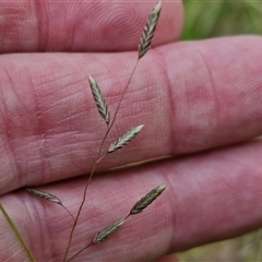 Eragrostis brownii at Gundary, NSW - 8 Jan 2025