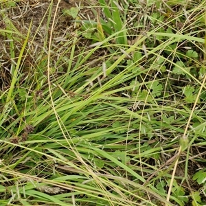 Eragrostis brownii at Gundary, NSW - 8 Jan 2025