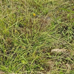 Eragrostis brownii at Gundary, NSW - 8 Jan 2025 03:34 PM