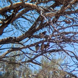 Aphelocephala nigricincta (Banded Whiteface) at Lake Mackay, NT by Darcy