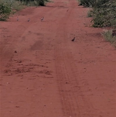 Synoicus ypsilophorus (Brown Quail) at Lake Mackay, NT - 29 Dec 2024 by Darcy