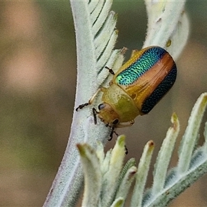 Calomela parilis (Leaf beetle) at Gundary, NSW by trevorpreston