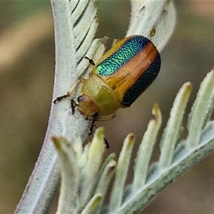 Calomela parilis at Gundary, NSW - 8 Jan 2025 03:32 PM