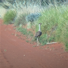 Ardeotis australis (Australian Bustard) at Lake Mackay, NT - 29 Dec 2024 by Darcy