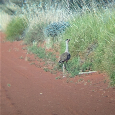 Ardeotis australis (Australian Bustard) at Lake Mackay, NT - 30 Dec 2024 by Darcy