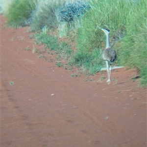 Ardeotis australis at Lake Mackay, NT - 30 Dec 2024 07:59 AM