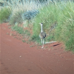 Ardeotis australis at Lake Mackay, NT - 30 Dec 2024 07:59 AM