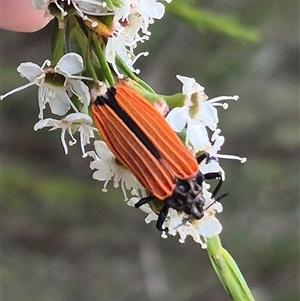 Castiarina nasuta at Bungendore, NSW - 8 Jan 2025