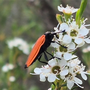 Castiarina nasuta at Bungendore, NSW - 8 Jan 2025