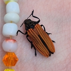 Castiarina nasuta at Bungendore, NSW - suppressed