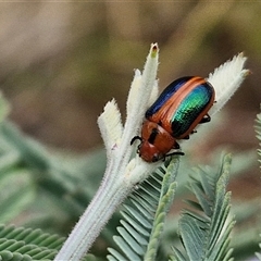 Calomela curtisi (Acacia leaf beetle) at Gundary, NSW - 8 Jan 2025 by trevorpreston