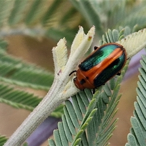 Calomela curtisi at Gundary, NSW - 8 Jan 2025 03:31 PM