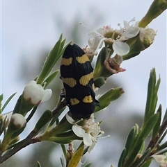 Castiarina australasiae at Bungendore, NSW - 8 Jan 2025 by clarehoneydove