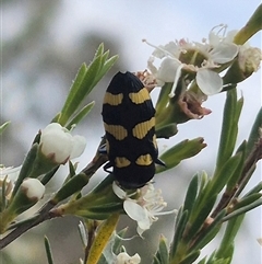 Castiarina australasiae at Bungendore, NSW - suppressed