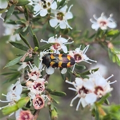 Castiarina sexplagiata at Bungendore, NSW - 8 Jan 2025 by clarehoneydove