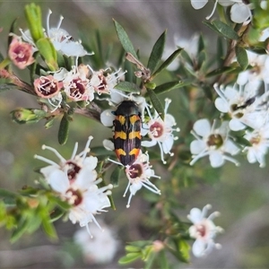 Castiarina sexplagiata at Bungendore, NSW - suppressed