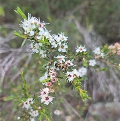 Castiarina sexplagiata at Bungendore, NSW - suppressed