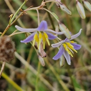 Dianella longifolia subsp. longifolia (Blueberry Lily) at Gundary, NSW by trevorpreston