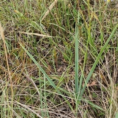 Dianella longifolia subsp. longifolia at Gundary, NSW - 8 Jan 2025 03:30 PM