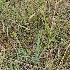 Dianella longifolia subsp. longifolia at Gundary, NSW - 8 Jan 2025 03:30 PM