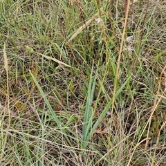 Dianella longifolia subsp. longifolia at Gundary, NSW - 8 Jan 2025 03:30 PM