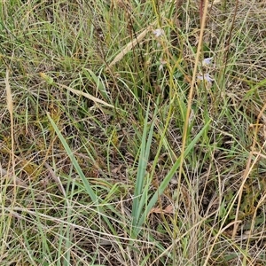 Dianella longifolia subsp. longifolia at Gundary, NSW - 8 Jan 2025 03:30 PM