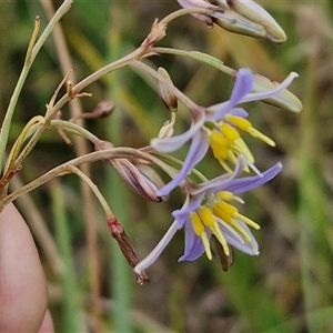 Dianella longifolia subsp. longifolia at Gundary, NSW - 8 Jan 2025 03:30 PM