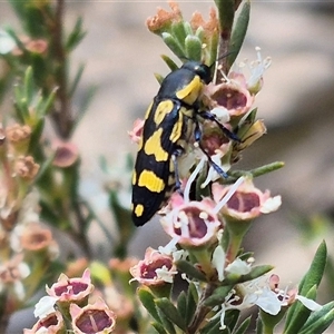 Castiarina sp. (genus) at Bungendore, NSW by clarehoneydove