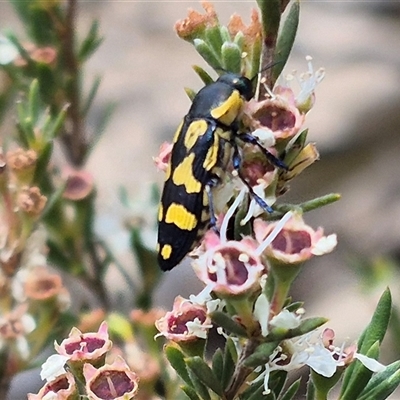 Castiarina sp. (genus) at Bungendore, NSW - 8 Jan 2025 by clarehoneydove