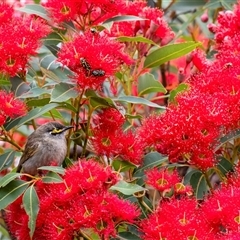 Caligavis chrysops (Yellow-faced Honeyeater) at Penrose, NSW - 8 Jan 2025 by Aussiegall