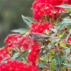 Caligavis chrysops at Penrose, NSW - 8 Jan 2025