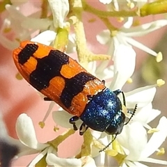 Castiarina crenata (Jewel beetle) at Kambah, ACT - 8 Jan 2025 by HelenCross