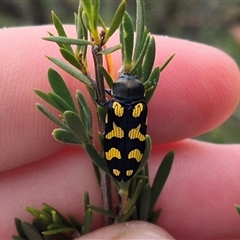 Castiarina octospilota (A Jewel Beetle) at Bungendore, NSW - 8 Jan 2025 by clarehoneydove