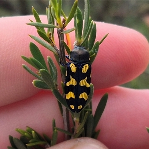 Castiarina octospilota at Bungendore, NSW - 8 Jan 2025