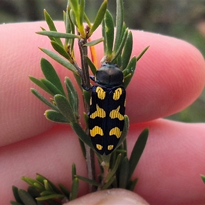 Castiarina octospilota (A Jewel Beetle) at Bungendore, NSW - 8 Jan 2025 by clarehoneydove