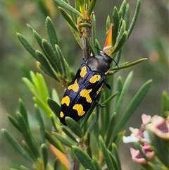 Castiarina octospilota at Bungendore, NSW - 8 Jan 2025