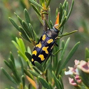 Castiarina octospilota at Bungendore, NSW - 8 Jan 2025