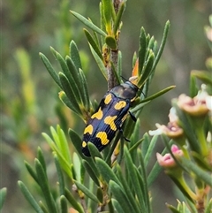 Castiarina octospilota at Bungendore, NSW - 8 Jan 2025