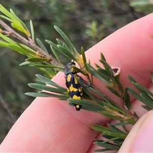 Castiarina octospilota at Bungendore, NSW - 8 Jan 2025