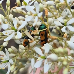 Castiarina scalaris (Scalaris jewel beetle) at Bungendore, NSW - 8 Jan 2025 by clarehoneydove