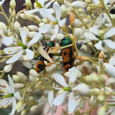 Castiarina scalaris (Scalaris jewel beetle) at Bungendore, NSW - 8 Jan 2025 by clarehoneydove