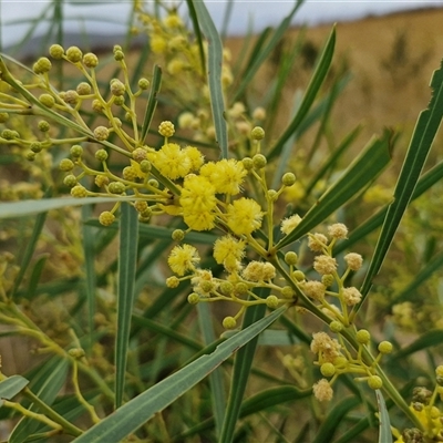Acacia linifolia at Gundary, NSW - 8 Jan 2025 by trevorpreston