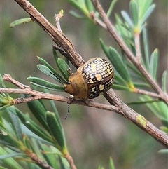 Paropsis pictipennis (Tea-tree button beetle) at Bungendore, NSW - 8 Jan 2025 by clarehoneydove