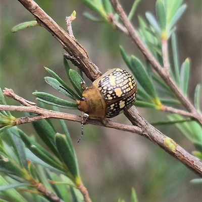 Paropsis pictipennis (Tea-tree button beetle) at Bungendore, NSW - 8 Jan 2025 by clarehoneydove