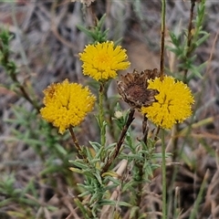 Rutidosis leptorhynchoides (Button Wrinklewort) at Gundary, NSW - 8 Jan 2025 by trevorpreston