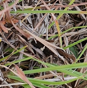 Gastrimargus musicus at Gundary, NSW - 8 Jan 2025