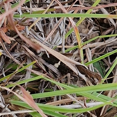 Gastrimargus musicus (Yellow-winged Locust or Grasshopper) at Gundary, NSW - 8 Jan 2025 by trevorpreston